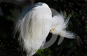 Snowy white egret preens feathers