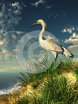 Egret on a Grassy Dune photo