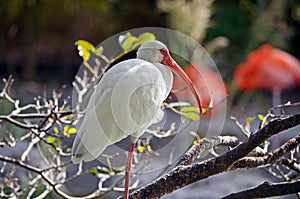 Snowy White Egret in a zoo aviary