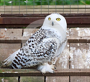 Snowy white owl sitting in cage