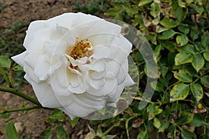 Snowy white rose hybrid Honeymilk established by german rose breeding company Tantau photo