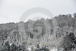 Snowy white wintry forest