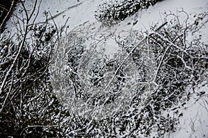 Snowy white wintry forest