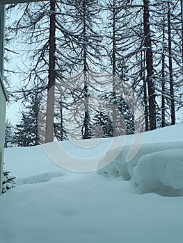 Snowy white woods