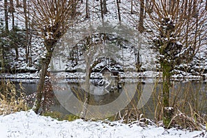 Snowy willow by pond in winter, feeders for ducks