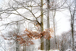 Nevado en Bosque a través de desnudo árboles bosque. último marrón hojas sobre el. imagen cómo la pintura 