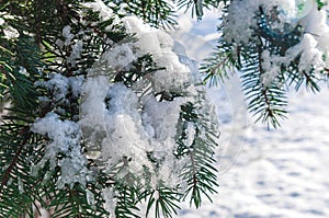 Snowy winter day.Pine branches covered with frost.Water droplets on pine needles.