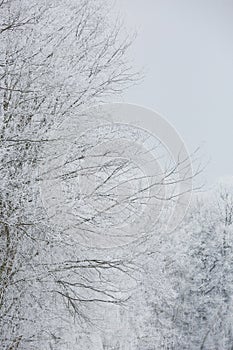 Snowy winter forest background. Beautiful spruce trees trunks pattern, sticked with snow in Czech republic