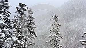 Snowy winter forest during a blizzard. Drone view.