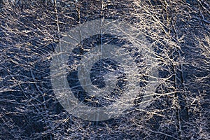 Snowy winter forest and frosty tree branches as texture natural background