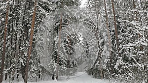 Snowy winter forest in January