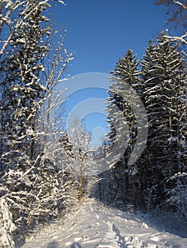 Snowy winter forest and knurled wide trails. Christmas morning.