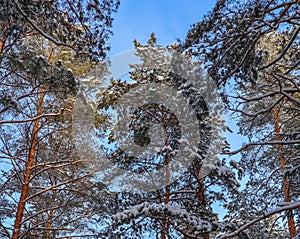 Snowy winter forest in a sunny day. Snow-covered spruces and pines on a background of blue sky