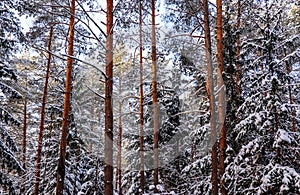 Snowy winter forest in a sunny day. Snow-covered spruces and pines on a background of blue sky