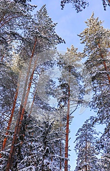 Snowy winter forest in a sunny day. Snow-covered spruces and pines on a background of blue sky