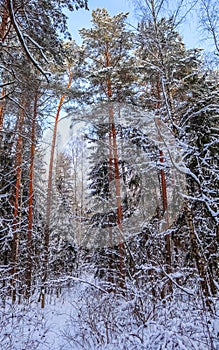 Snowy winter forest in a sunny day. Snow-covered spruces and pines on a background of blue sky