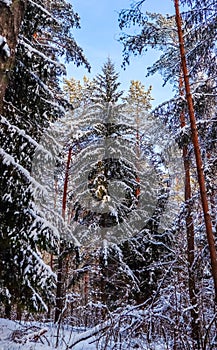 Snowy winter forest in a sunny day. Snow-covered spruces and pines on a background of blue sky