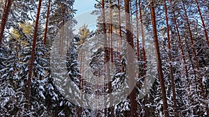 Snowy winter forest in a sunny day. Snow-covered trees on background of blue sky