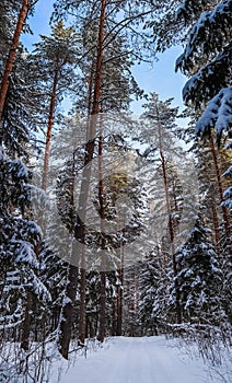 Snowy winter forest in a sunny day. White snow path. Snow-covered trees on a background of blue sky