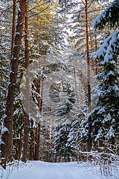 Snowy winter forest on a sunny day. White snow trail. Snow covered trees lit by sunlight