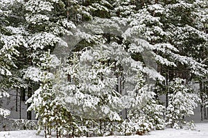 Snowy winter forest with tall pines and beautiful snowy coniferous trees.