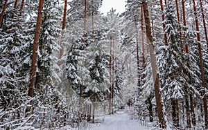 Snowy winter forest with tall pines and beautiful snowy coniferous trees. White snowy path and a lot of thin snowy twigs