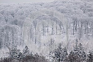 Snowy winter forest in the Taunus