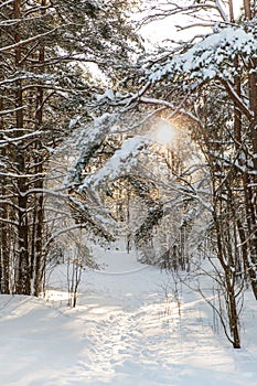 snowy winter forest with trodden path in estonia