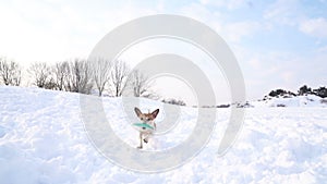 Snowy winter game. the dog runs with frisbee in the teeth. DLSR camera slow motion video footage