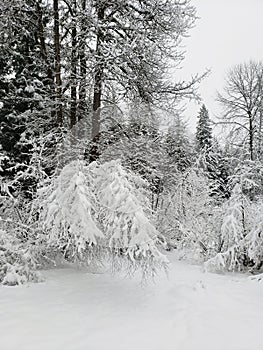 Snowy winter landscape