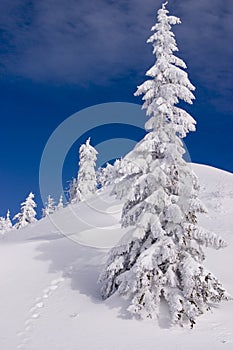 Snowy winter landscape