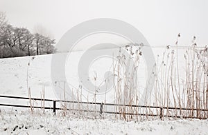 Snowy winter landscape with a fence and rushes