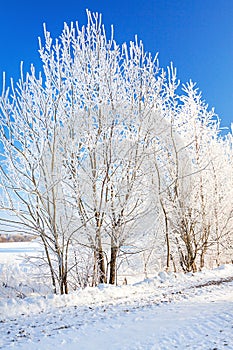 Snowy winter landscape with forest