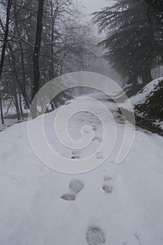 Snowy winter landscape in the forest. Steps on snow. Winter weather