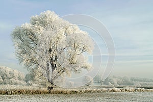 snowy winter landscape with frosted tree