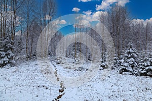 Snowy winter landscape in mountain forest. Winter in mountain
