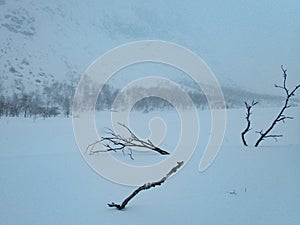 Snowy winter landscape of Sarek national park in swedish lappland