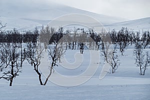 Snowy winter landscape of Sarek national park in swedish lappland