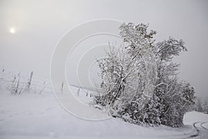 Snowy Winter Landscape. Seasonal Photography