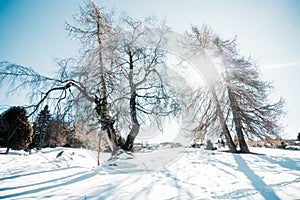 Snowy winter landscape in sunshine
