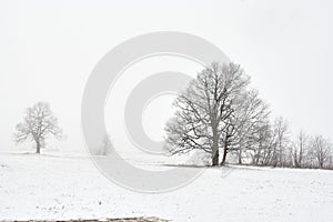 Snowy winter landscape with tree