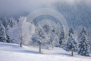 Zasněžená zimní krajina se stromy pokrytými námrazou