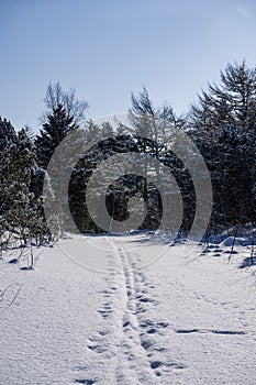 Snowy winter landscape with trees and sun