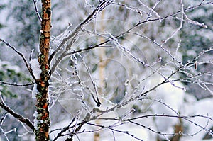 Snowy winter in lapland finland, snow coveres all thetrees and branches