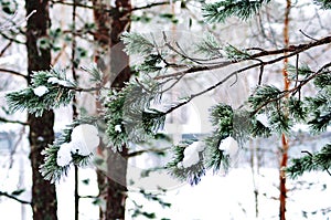 Snowy winter in lapland finland, snow coveres all thetrees and branches