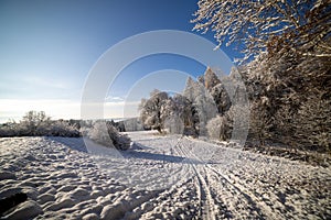 Snowy winter in the meadow and forest under the blue sky