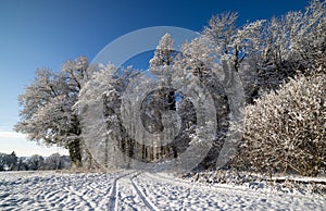 Snowy winter in the meadow and forest under the blue sky