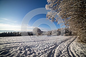 Snowy winter in the meadow and forest under the blue sky