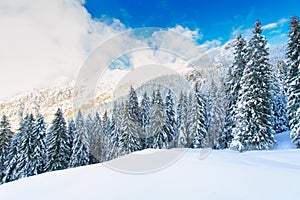 Snowy winter mountain landscape with fir trees