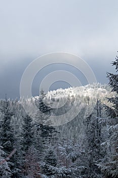 Snowy winter in the mountains